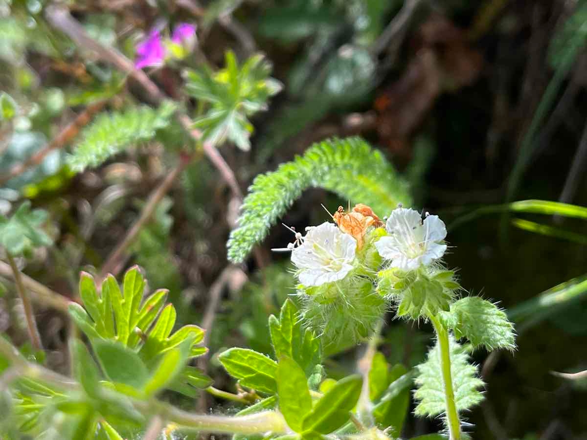 Phacelia malvifolia var. malvifolia