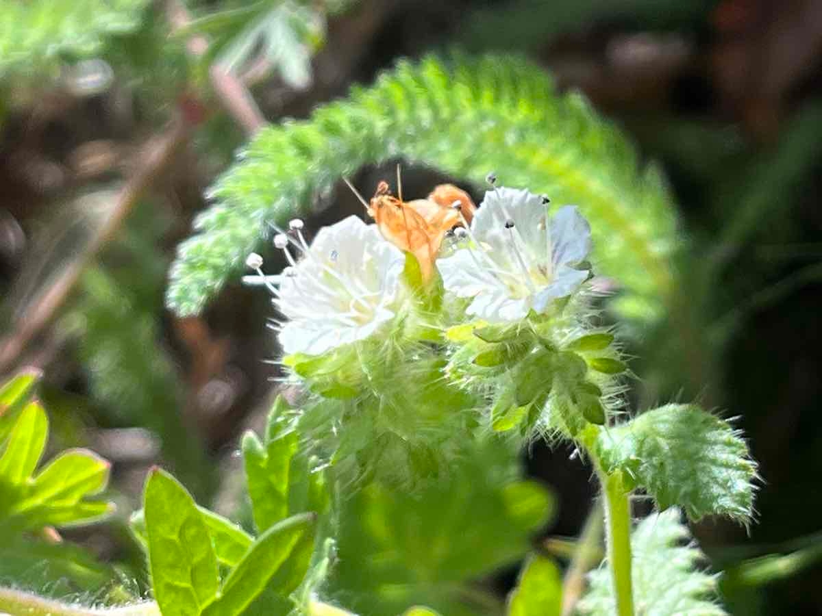 Phacelia malvifolia var. malvifolia