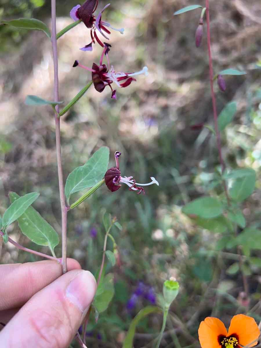 Clarkia springvillensis