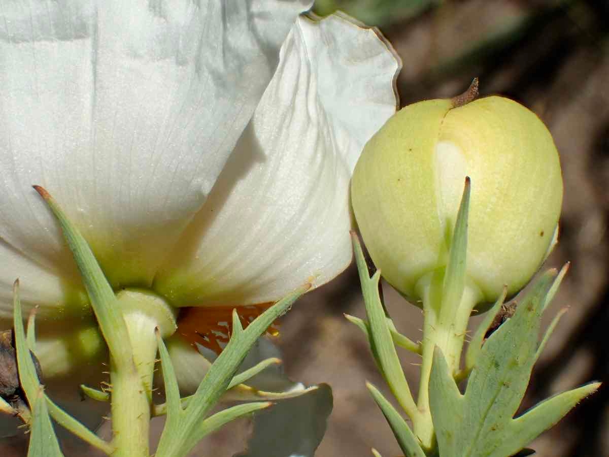 Romneya coulteri