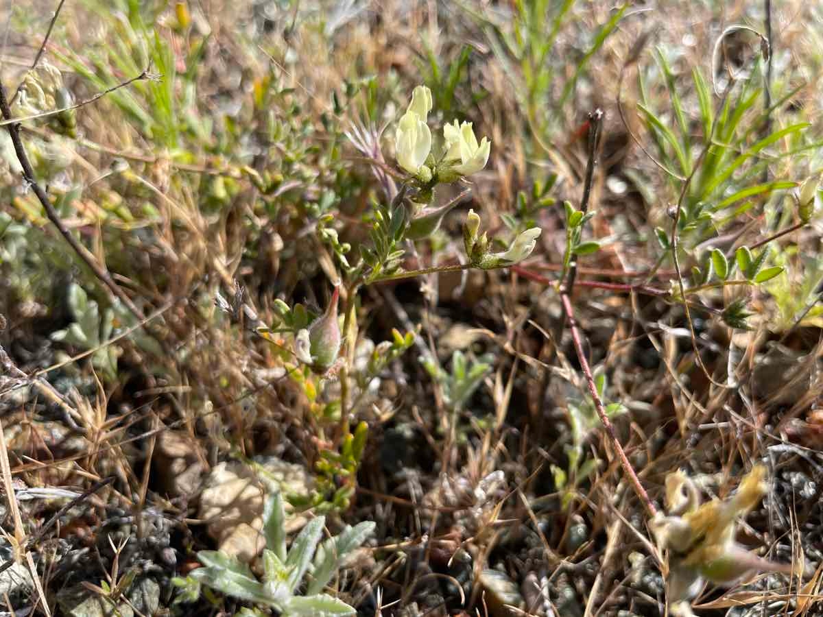 Astragalus breweri