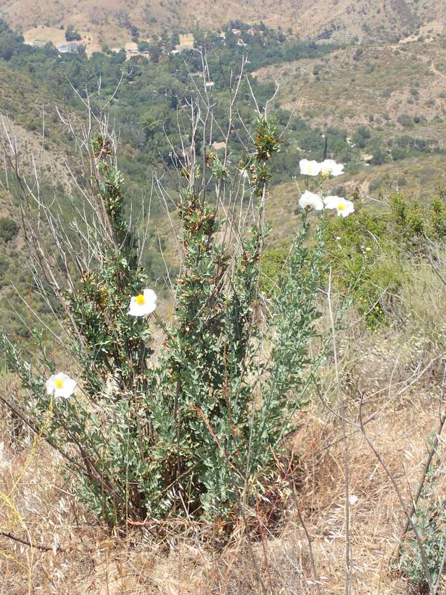 Romneya coulteri