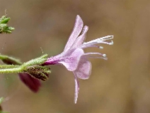 Allophyllum glutinosum