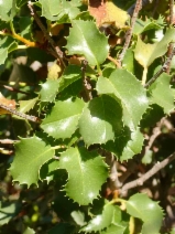 Prunus ilicifolia ssp. ilicifolia