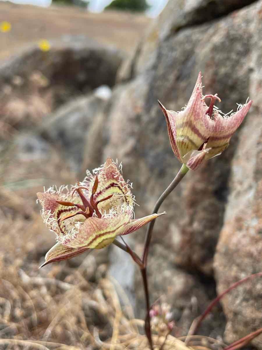 Calochortus tiburonensis