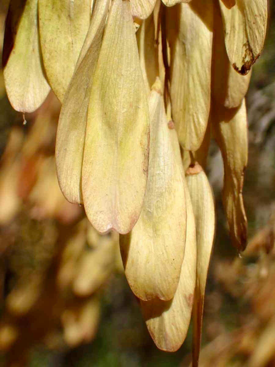 Fraxinus dipetala