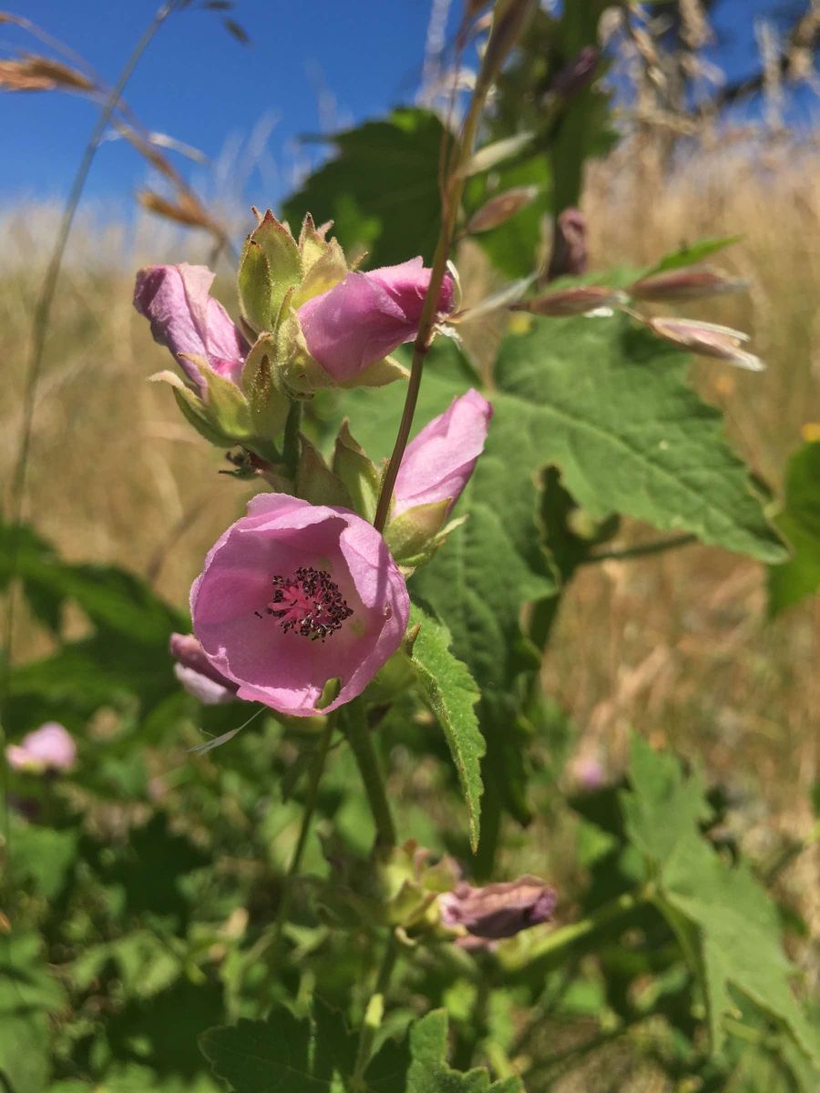 Iliamna latibracteata