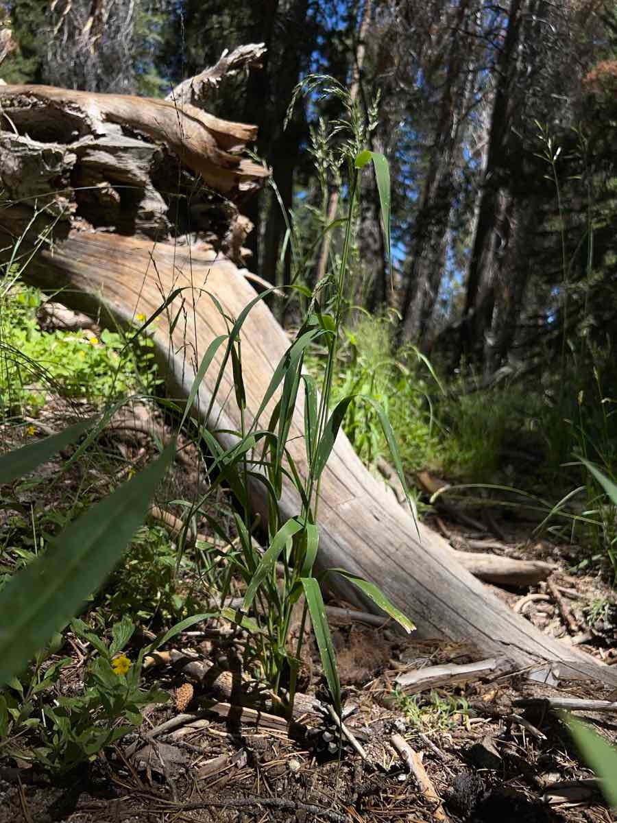 Cinna latifolia