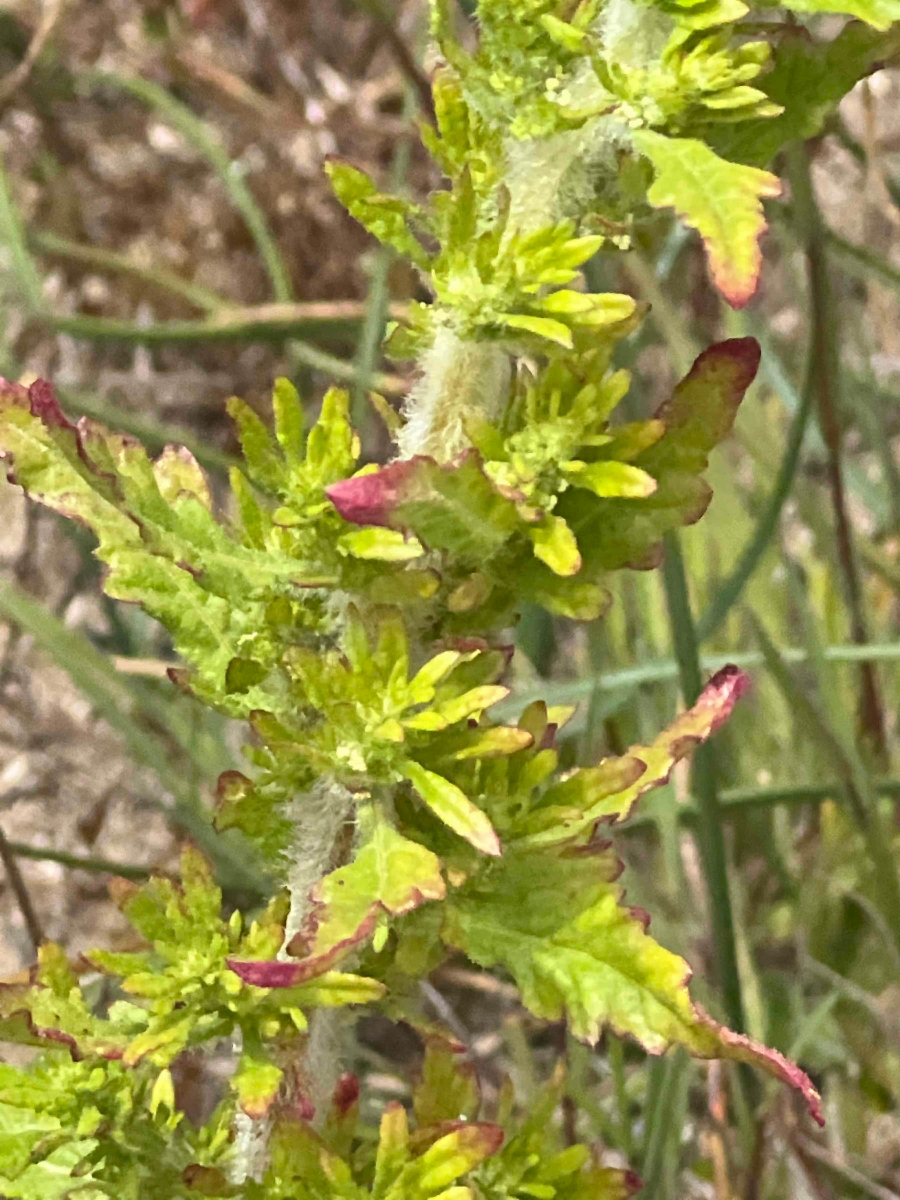 Chenopodium opulifolium