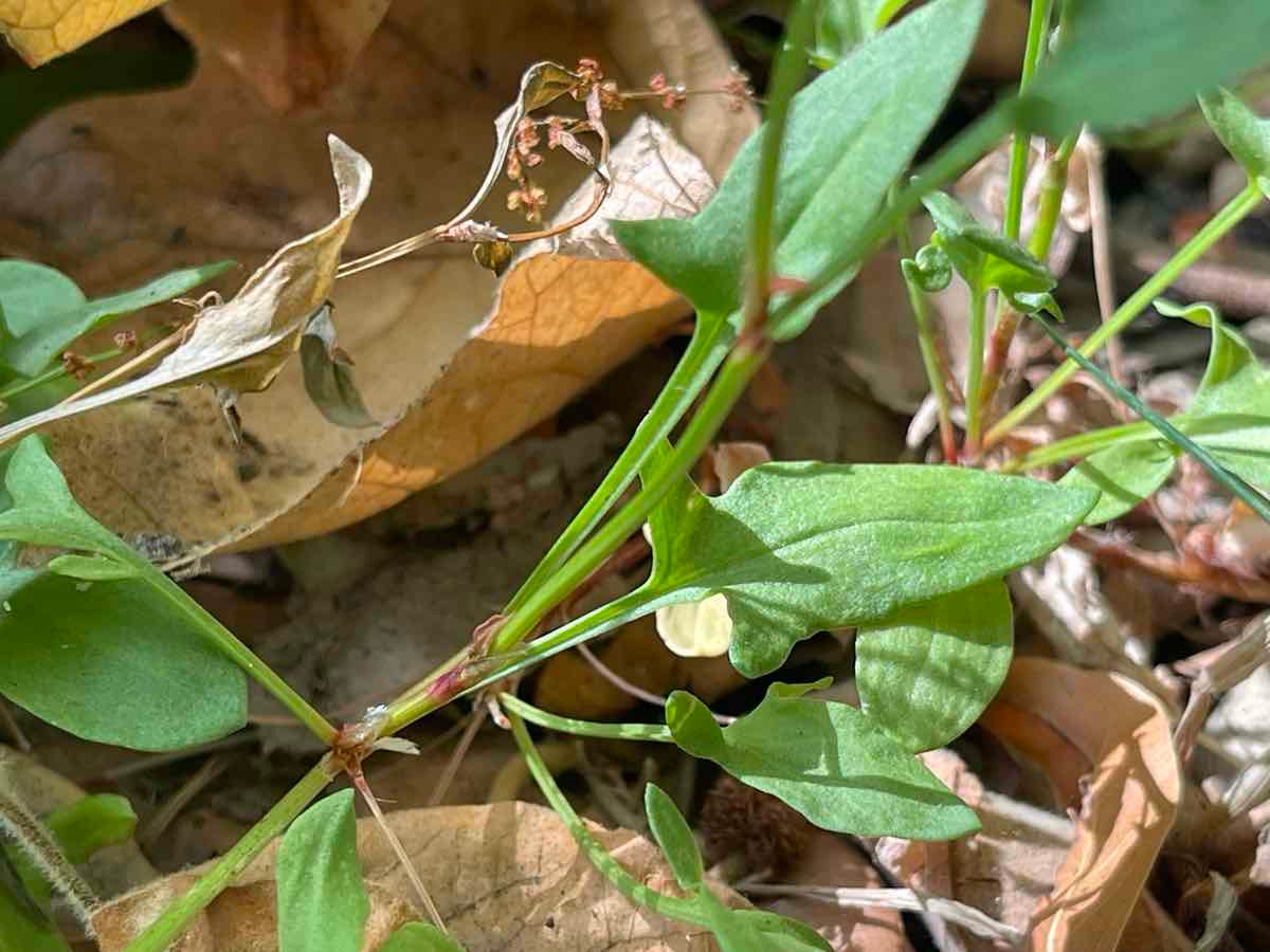 Rumex acetosella