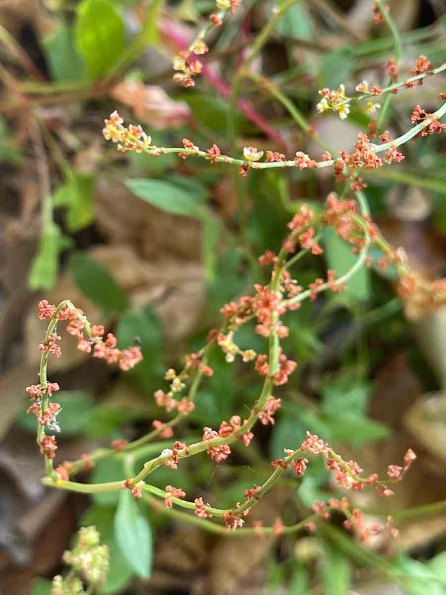 Rumex acetosella