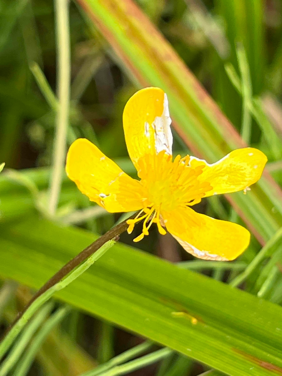 Ranunculus orthorhynchus var. platyphyllus