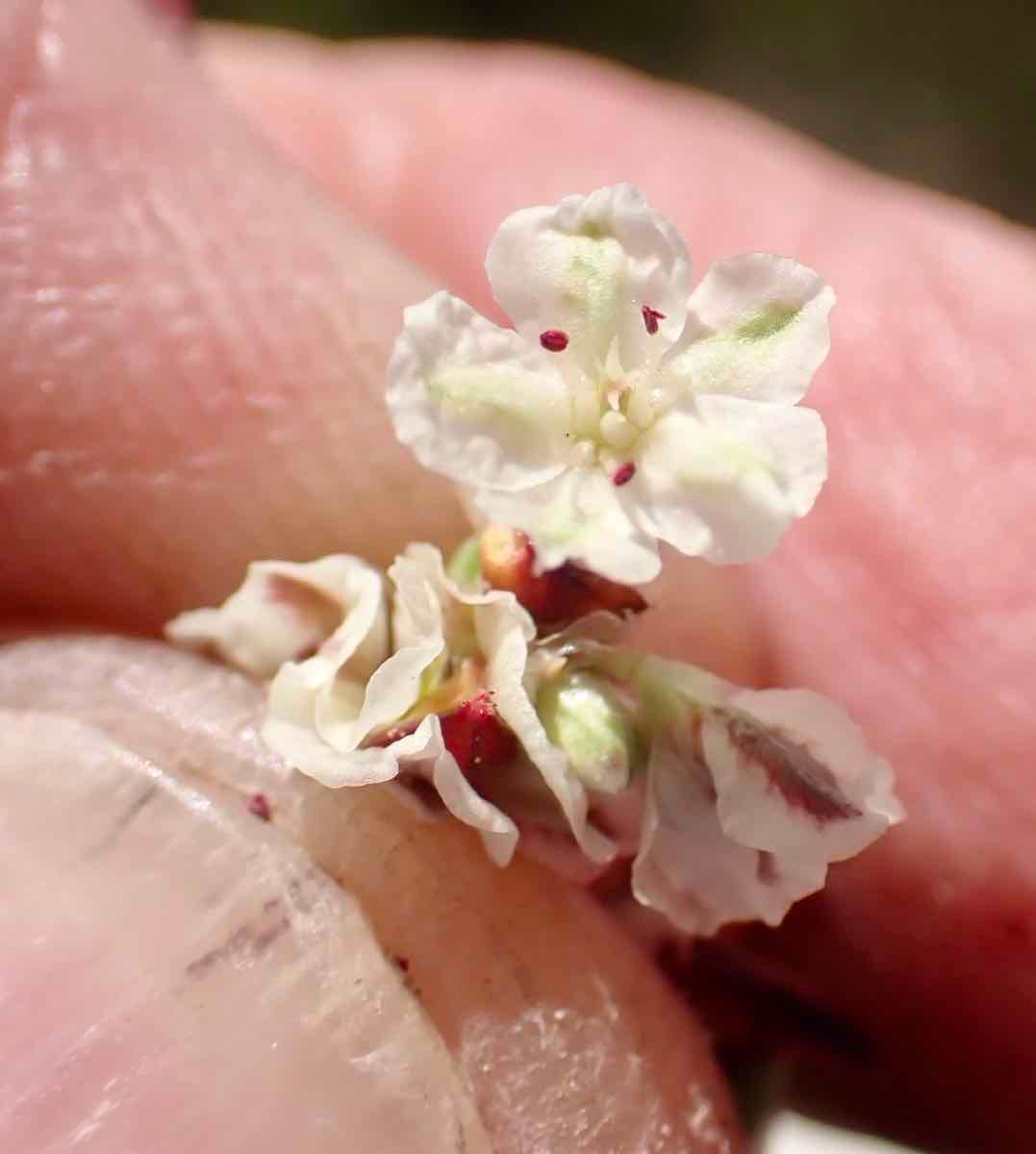 Polygonum shastense