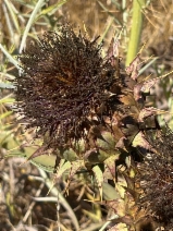 Cynara cardunculus ssp. cardunculus