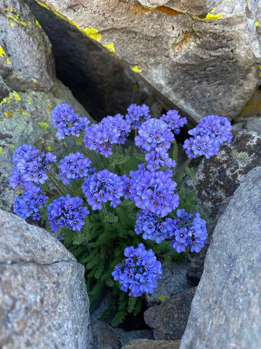 Polemonium eximium