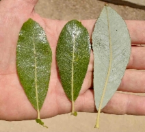 Salix lasiolepis var. lasiolepis