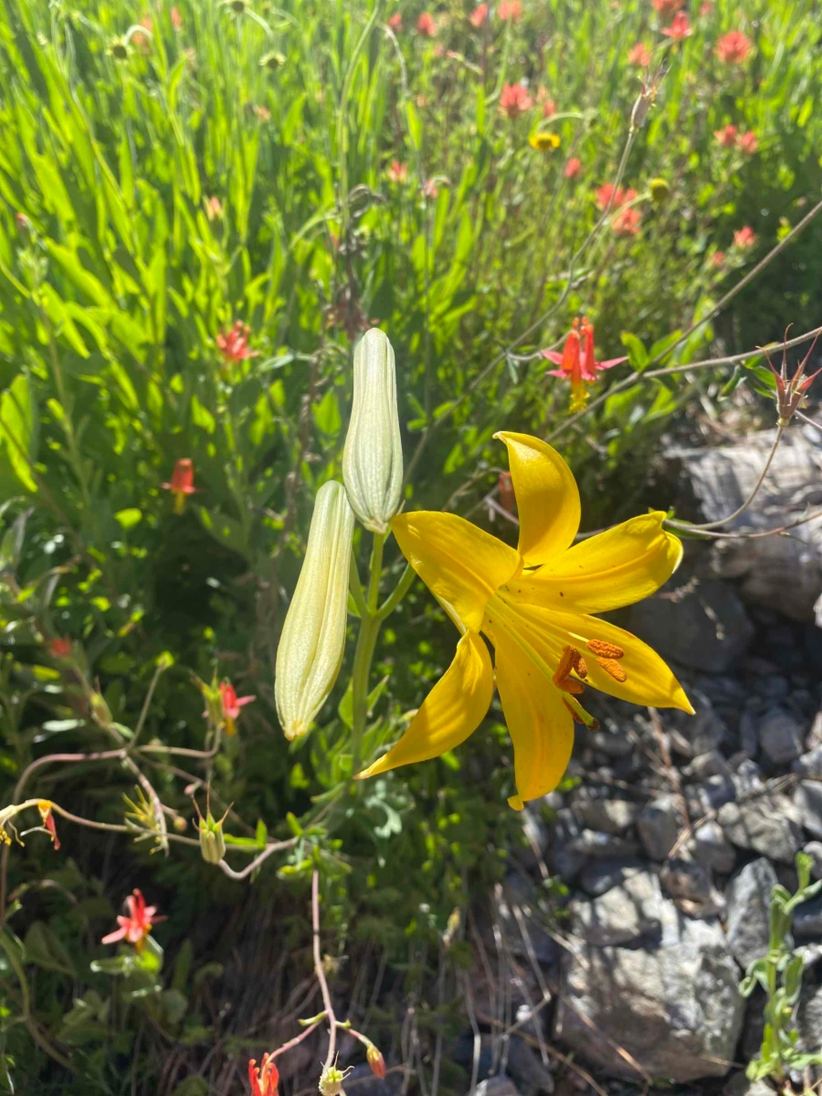 Lilium parryi