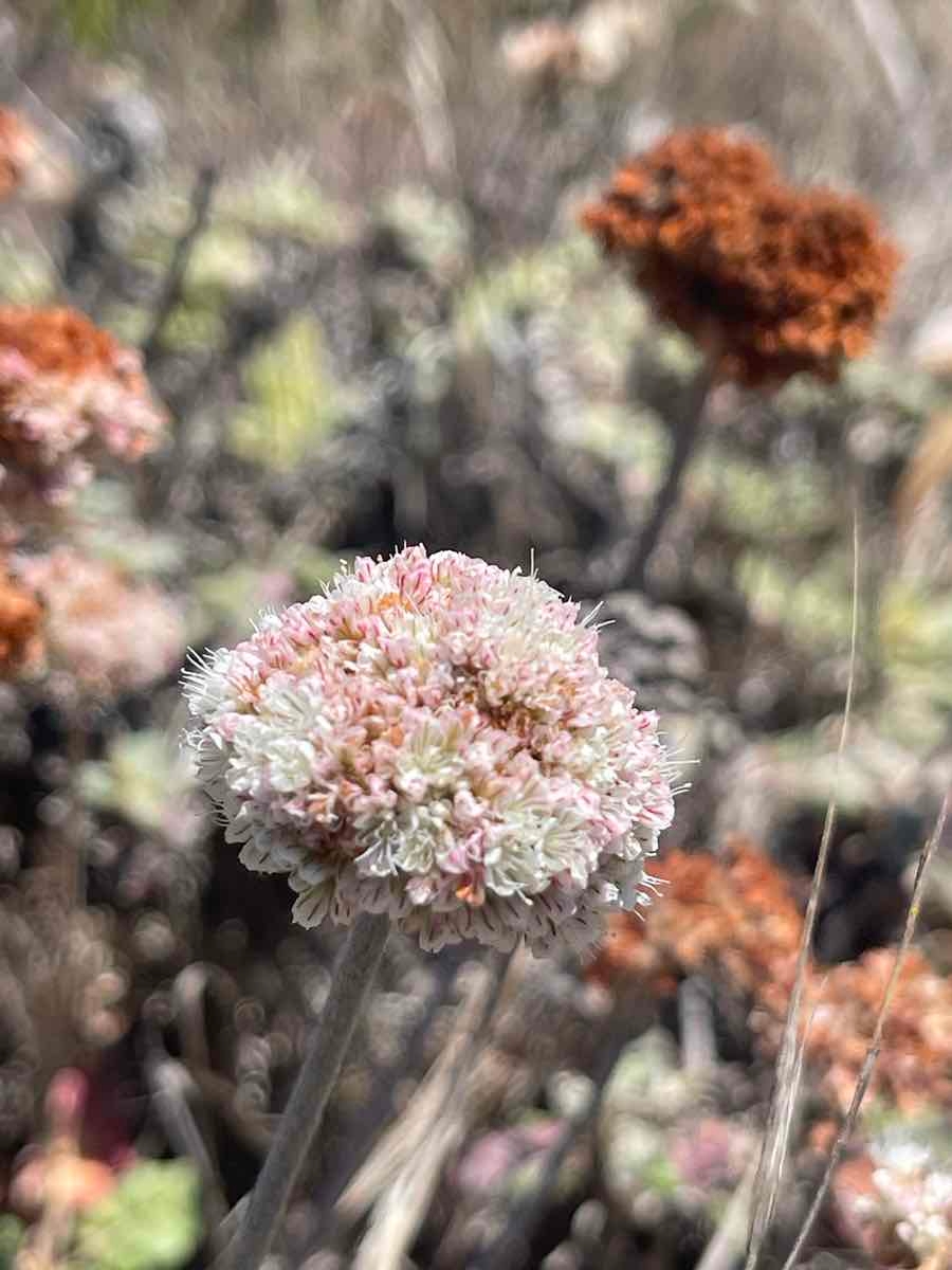 Eriogonum latifolium