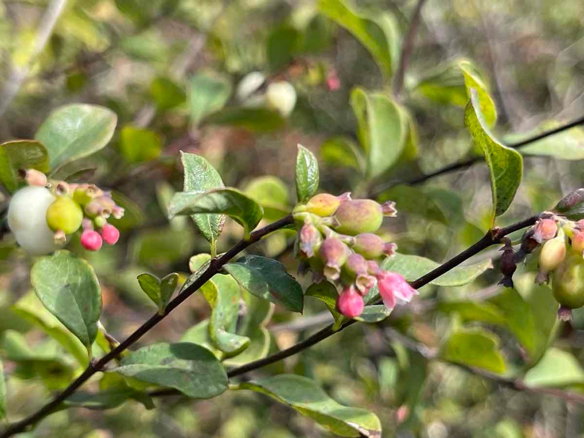 Symphoricarpos albus