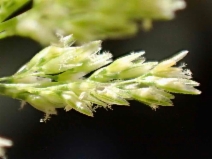Agrostis semiverticillatus