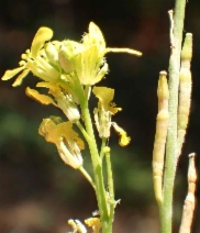 Brassica geniculata