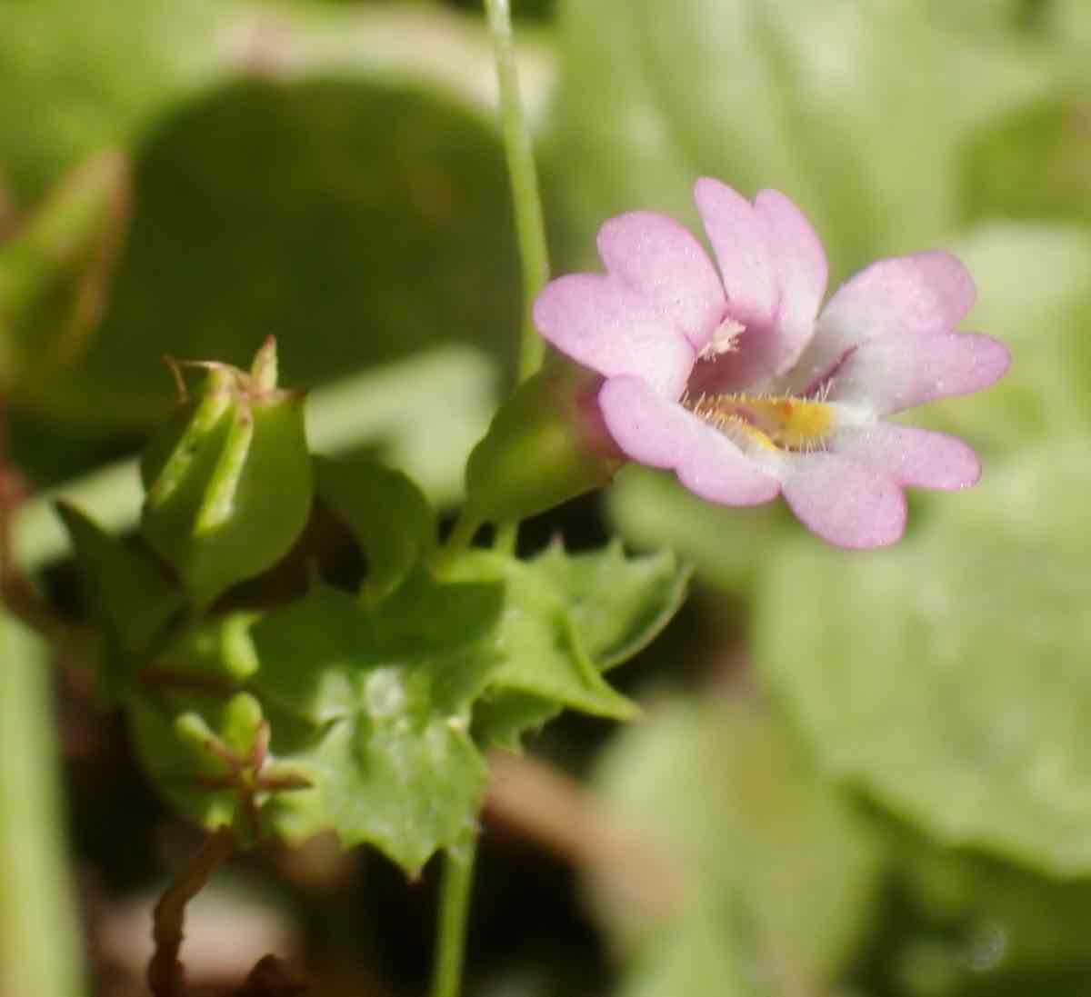 Erythranthe inconspicua