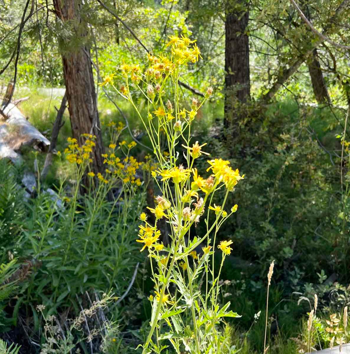 Senecio clarkianus