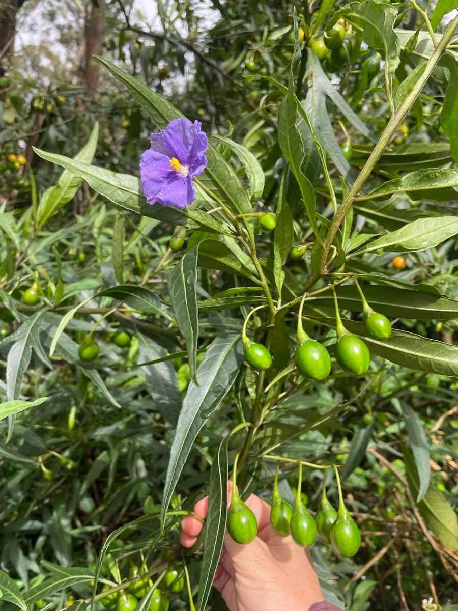 Solanum laciniatum