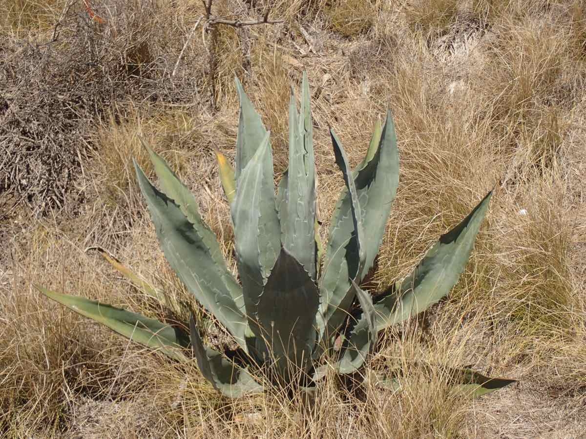 Agave americana