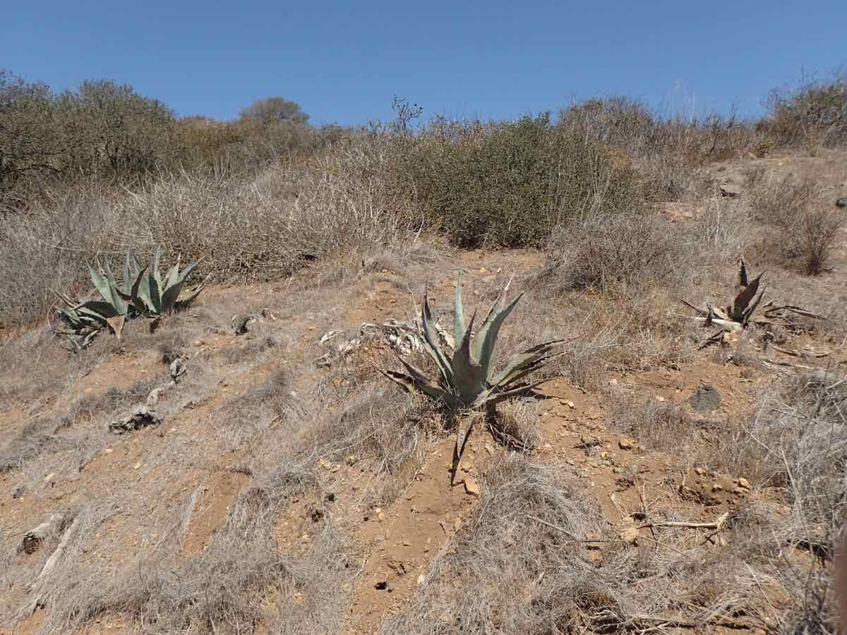 Agave americana