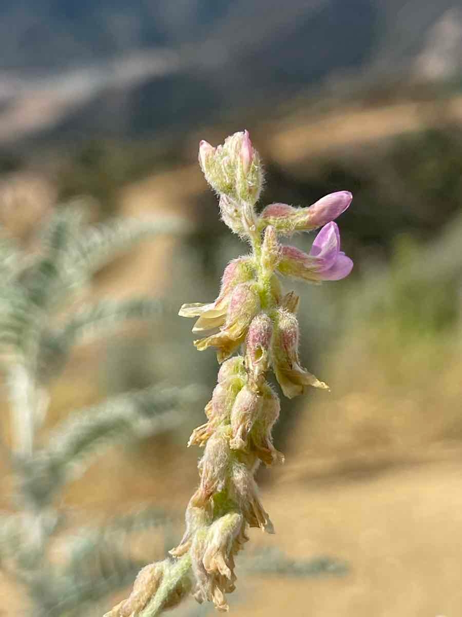 Astragalus brauntonii