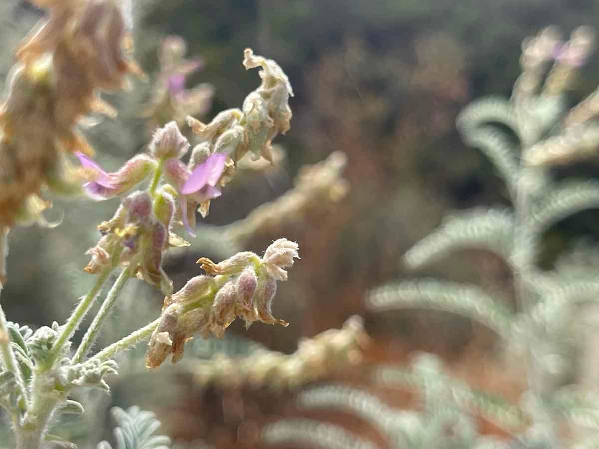 Astragalus brauntonii