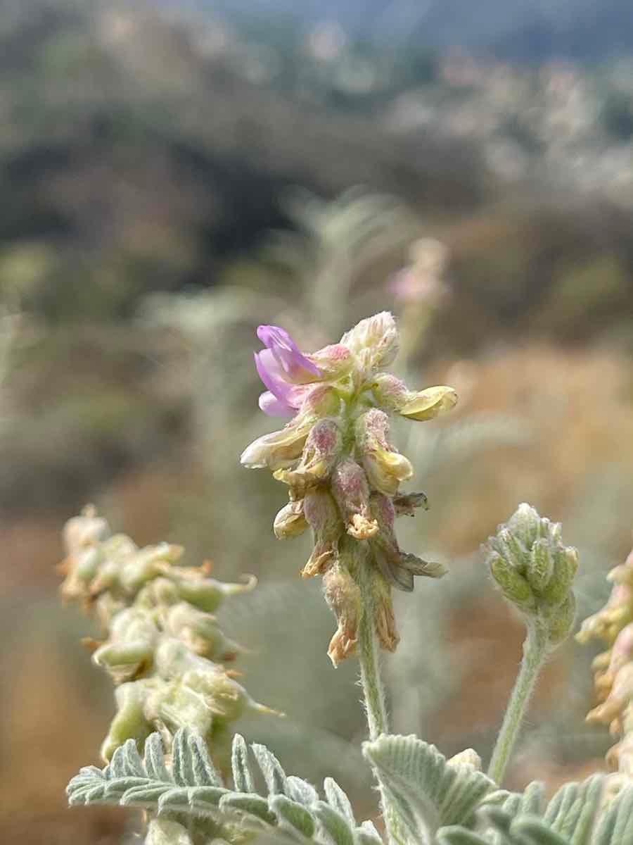 Astragalus brauntonii