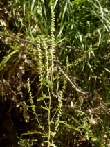 Ambrosia psilostachya var. californica