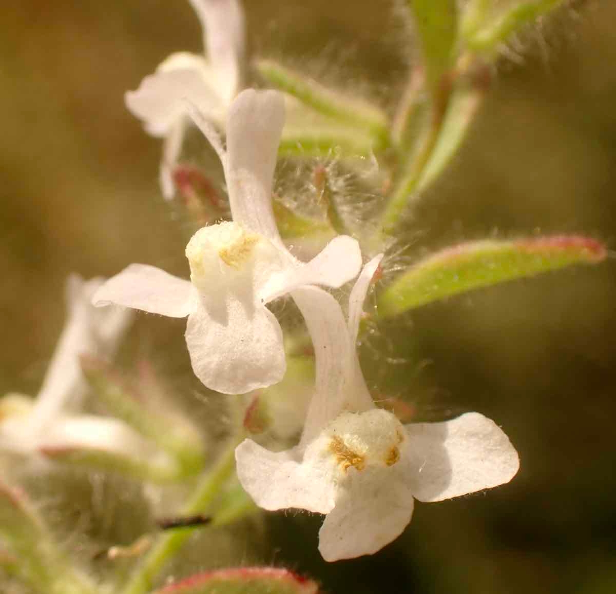 Antirrhinum leptaleum