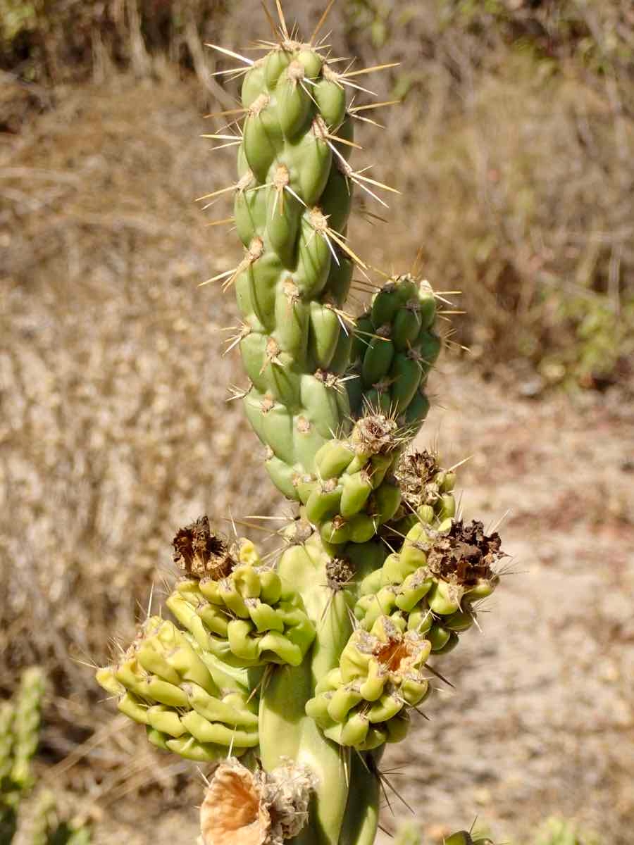 Cylindropuntia bernardina