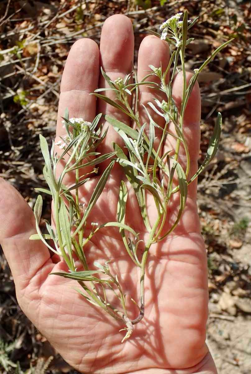 Lobularia maritima