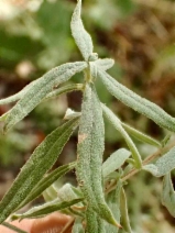 Epilobium canum ssp. canum