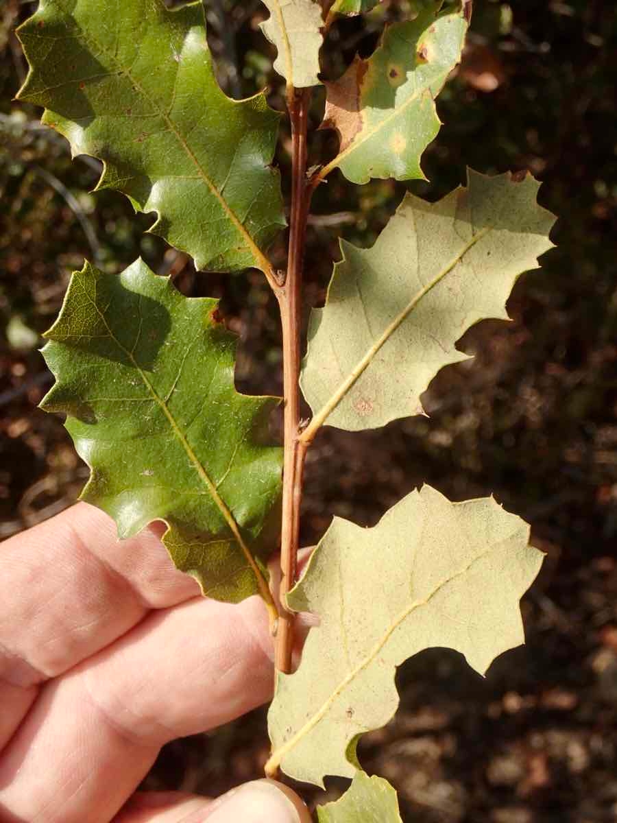 Quercus berberidifolia