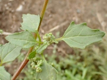 Chenopodium murale