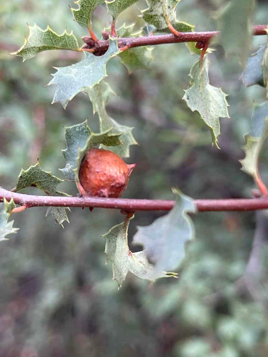 Quercus berberidifolia