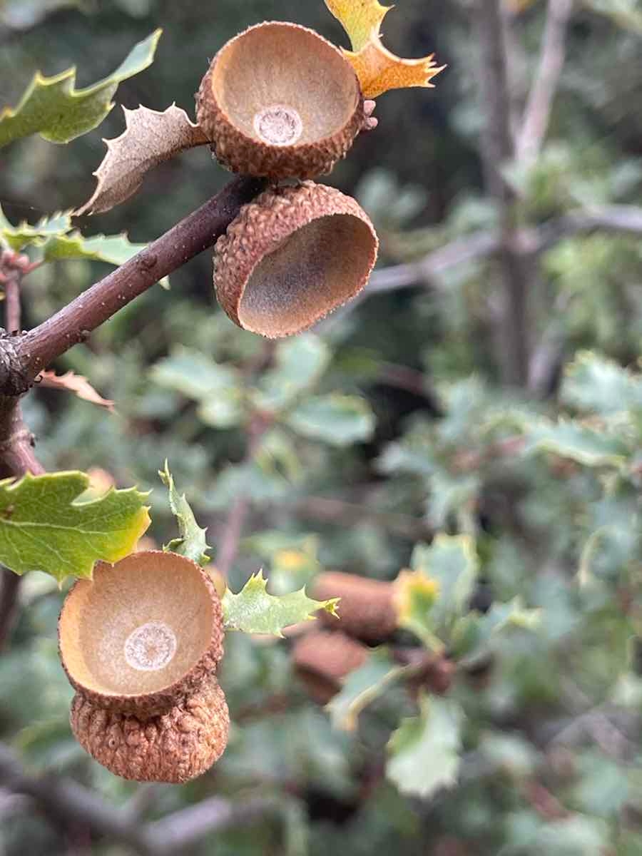 Quercus berberidifolia