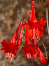 Epilobium canum