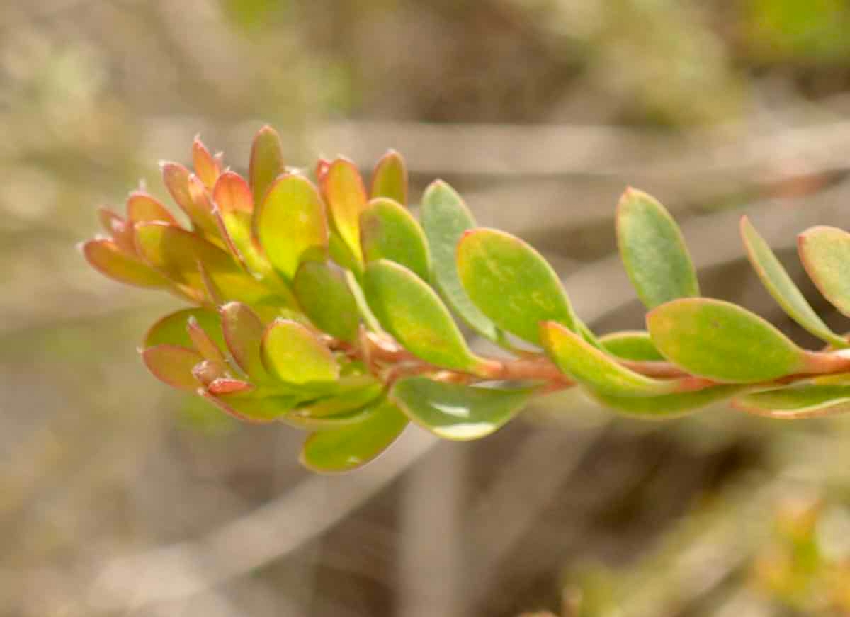 Melaleuca nesophila