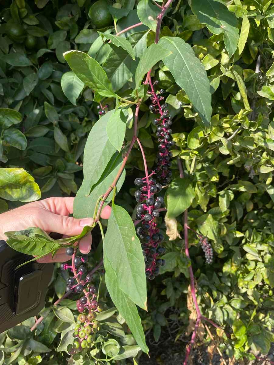 Phytolacca americana var. americana