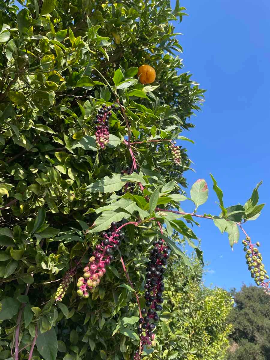 Phytolacca americana var. americana