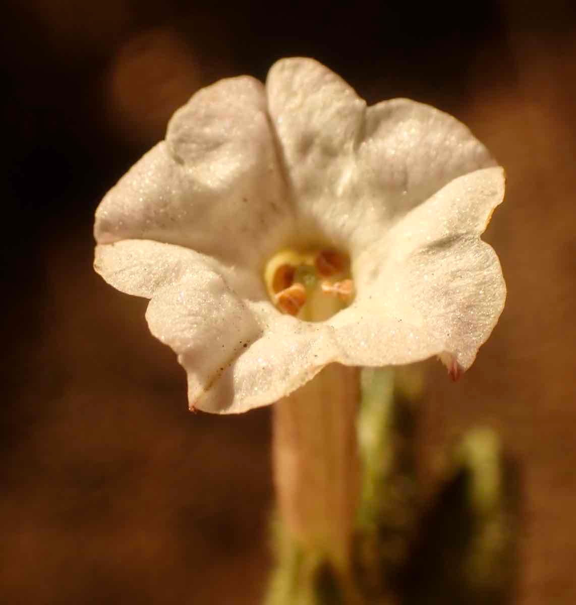 Nicotiana attenuata