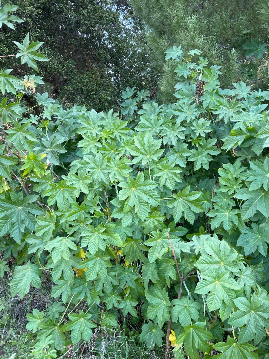 Ricinus communis