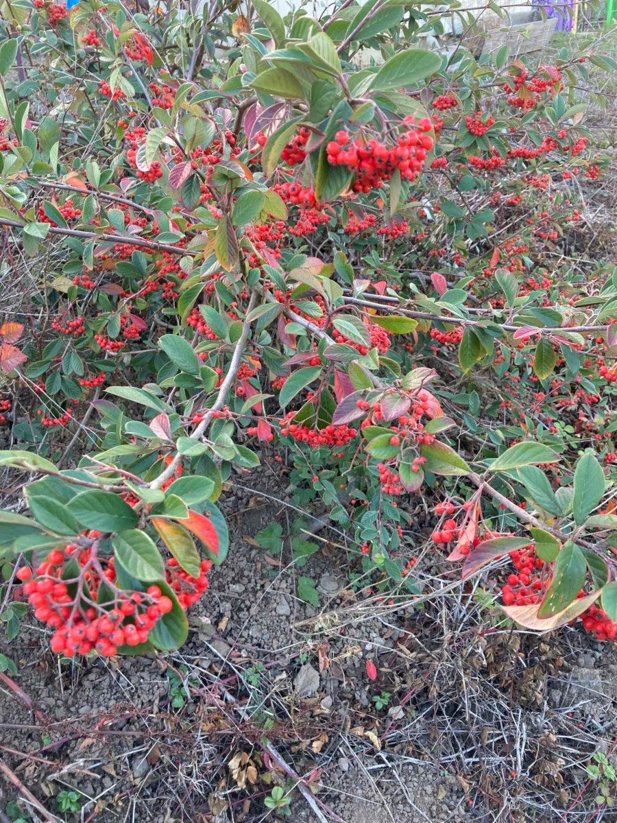 Cotoneaster pannosus