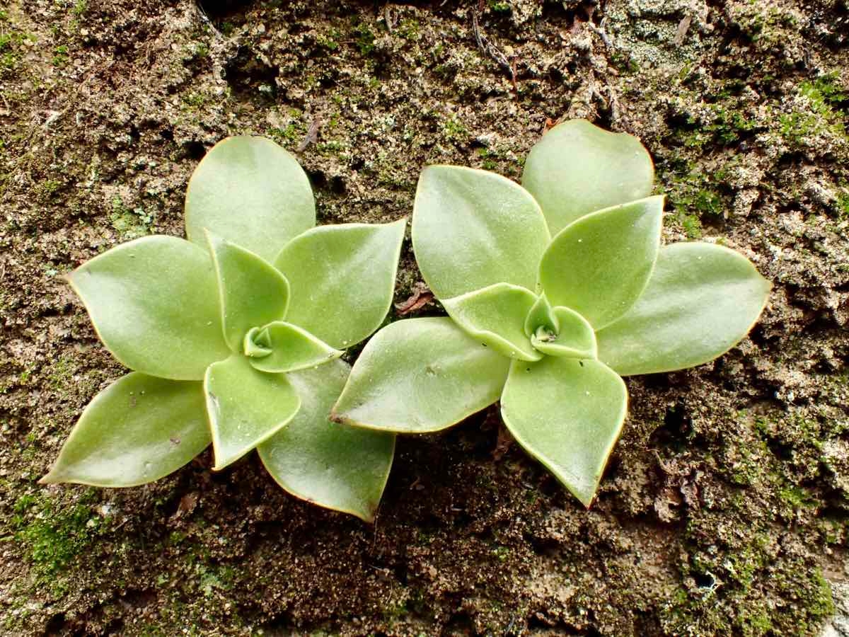 Dudleya stolonifera